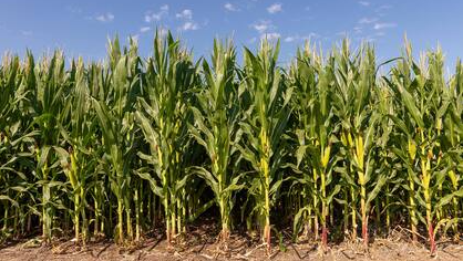 Granos y Oleaginosas